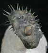 Spiny Enrolled Drotops Armatus Trilobite (Reduced Price!) #8644-7